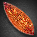 1st place German Award for Gem Cutting